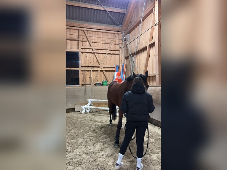 Irish Sport Horse Wallach 8 Jahre 175 cm Brauner in Thalheim AG