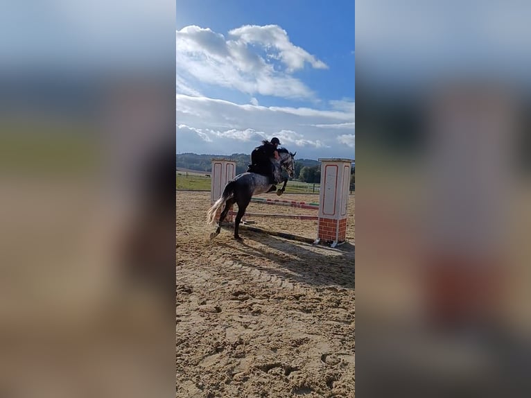 Irish Sport Horse Wallach 8 Jahre Apfelschimmel in Spratzern