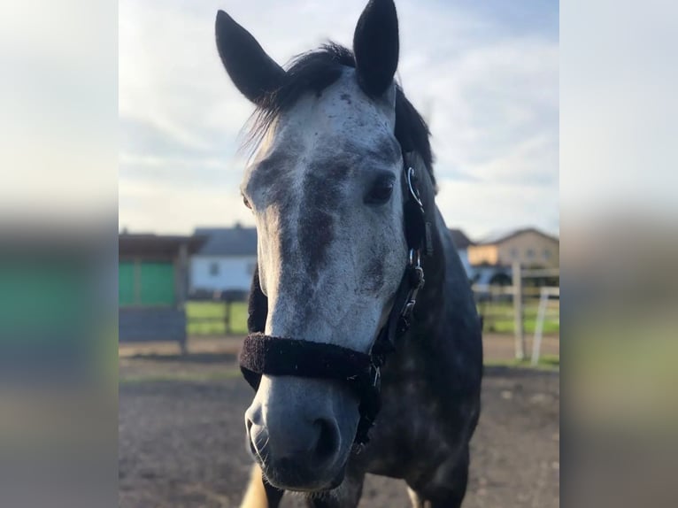 Irish Sport Horse Wallach 8 Jahre Apfelschimmel in Spratzern