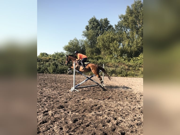 Irish Sport Horse Wallach 8 Jahre Brauner in Edenkoben