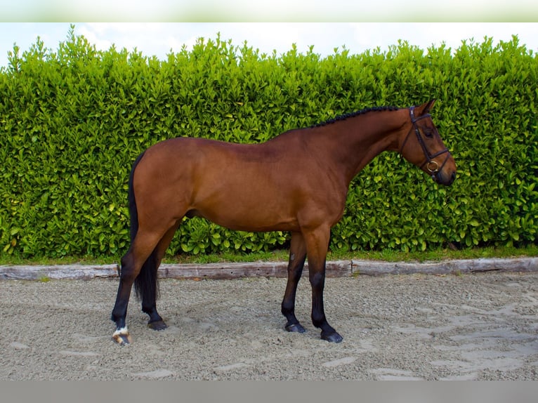 Irish Sport Horse Wallach 8 Jahre Brauner in Tönisvorst