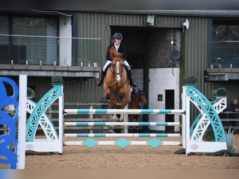 Irish Sport Horse Wallach 8 Jahre Dunkelfuchs in Manchester