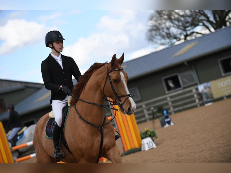 Irish Sport Horse Wallach 8 Jahre Dunkelfuchs in Manchester