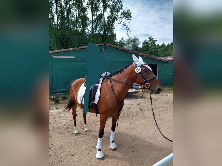 Irish Sport Horse Mix Wallach 9 Jahre 150 cm Rotbrauner in Insheim