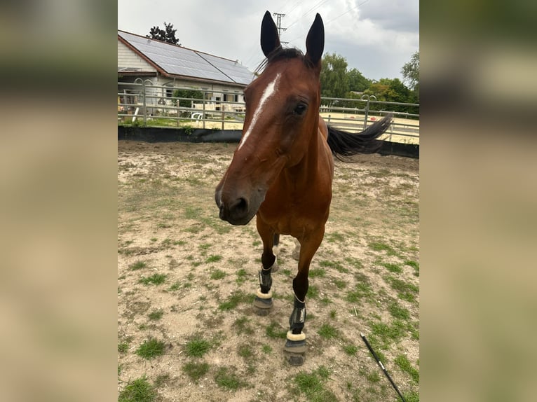 Irish Sport Horse Mix Wallach 9 Jahre 150 cm Rotbrauner in Insheim