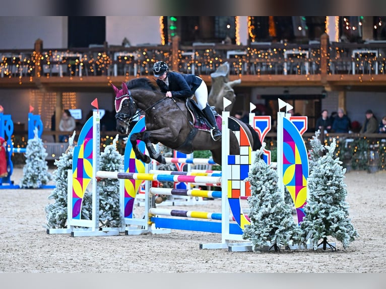 Irish Sport Horse Wallach 9 Jahre 155 cm Rappe in Wommelgem