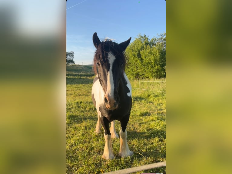 Irish Sport Horse Mix Wallach 9 Jahre 156 cm Schecke in Büdingen