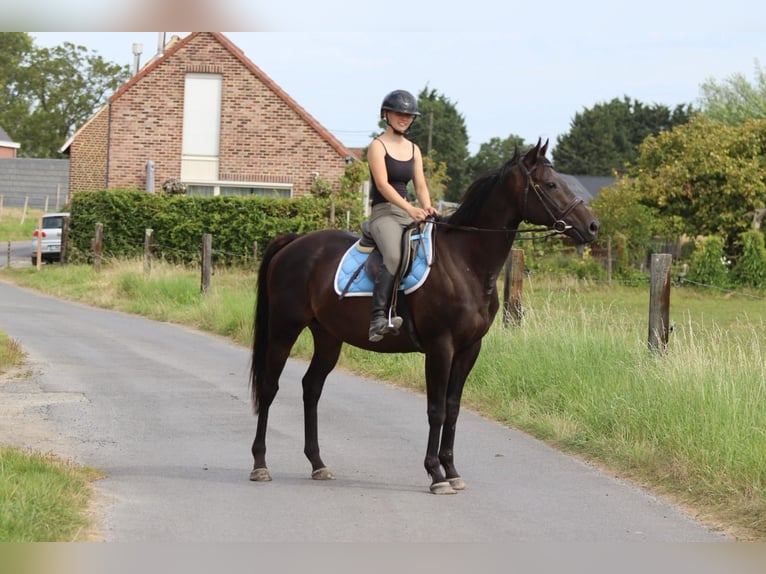 Irish Sport Horse Wallach 9 Jahre 160 cm Brauner in Bogaarden