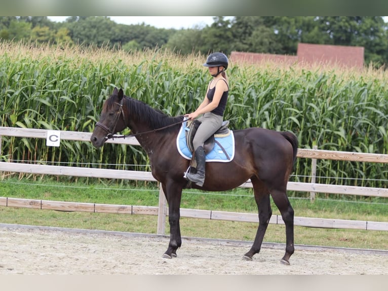 Irish Sport Horse Wallach 9 Jahre 160 cm Brauner in Bogaarden