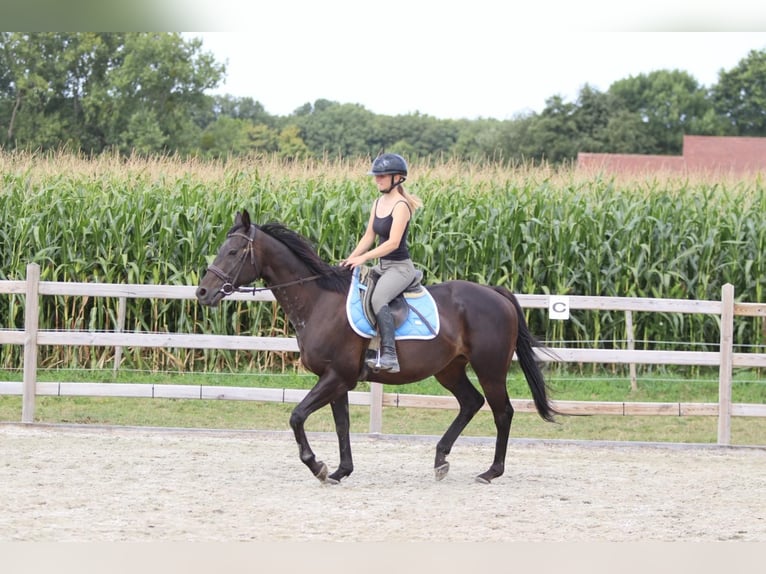 Irish Sport Horse Wallach 9 Jahre 160 cm Brauner in Bogaarden