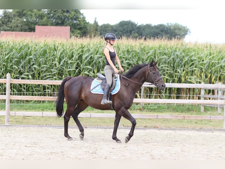 Irish Sport Horse Wallach 9 Jahre 160 cm Brauner in Bogaarden