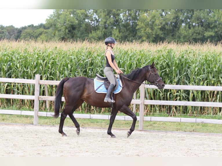 Irish Sport Horse Wallach 9 Jahre 160 cm Brauner in Bogaarden