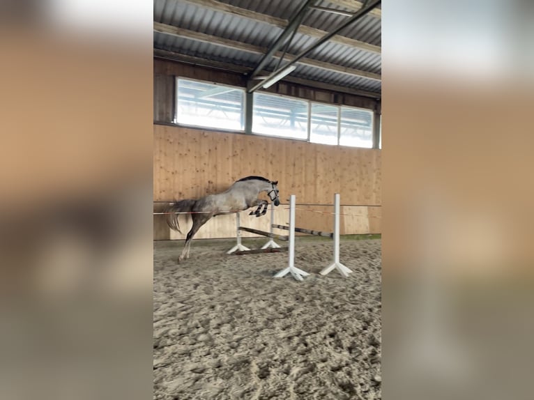 Irish Sport Horse Wallach 9 Jahre 160 cm Schimmel in Vlotho
