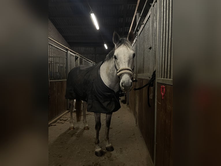 Irish Sport Horse Wallach 9 Jahre 160 cm Schimmel in Vlotho