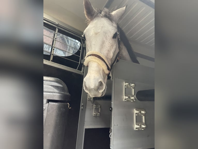 Irish Sport Horse Wallach 9 Jahre 160 cm Schimmel in Vlotho