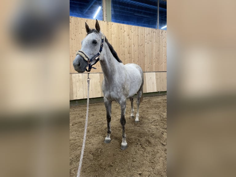 Irish Sport Horse Wallach 9 Jahre 160 cm Schimmel in Vlotho