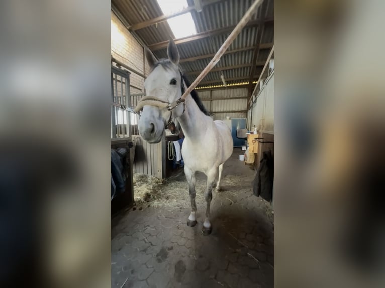 Irish Sport Horse Wallach 9 Jahre 160 cm Schimmel in Vlotho