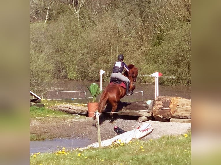 Irish Sport Horse Wallach 9 Jahre 163 cm Dunkelfuchs in Galway