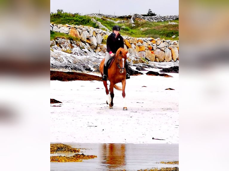 Irish Sport Horse Wallach 9 Jahre 163 cm Dunkelfuchs in Galway