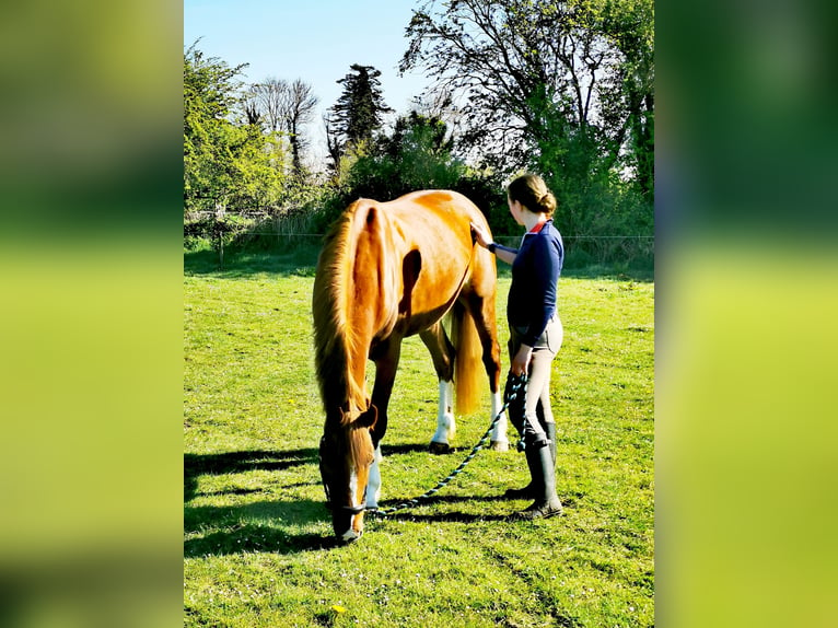 Irish Sport Horse Wallach 9 Jahre 163 cm Dunkelfuchs in Galway