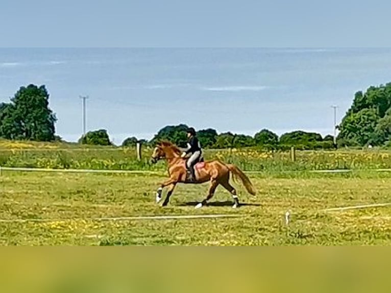 Irish Sport Horse Wallach 9 Jahre 163 cm Dunkelfuchs in Galway