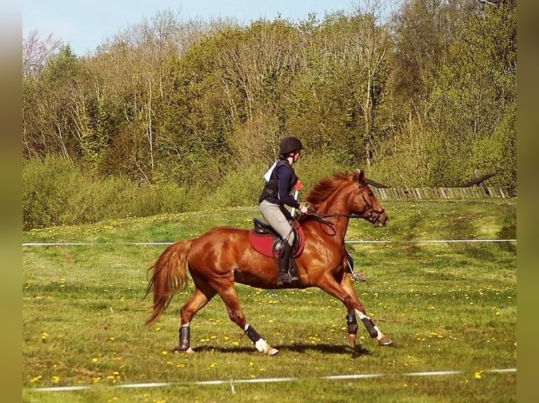 Irish Sport Horse Wallach 9 Jahre 163 cm Dunkelfuchs in Galway