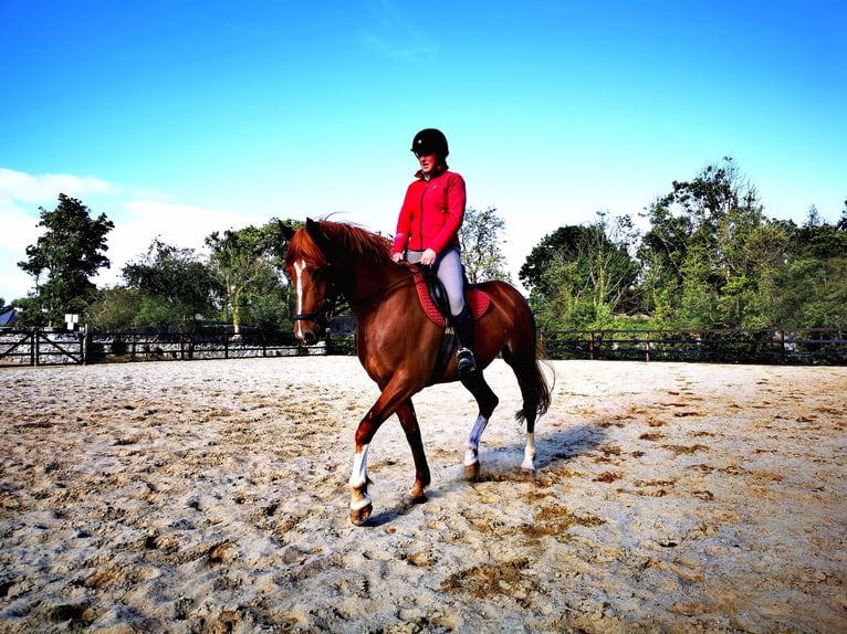 Irish Sport Horse Wallach 9 Jahre 163 cm Dunkelfuchs in Galway