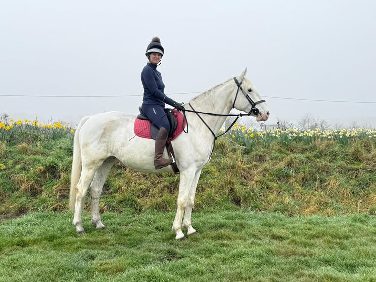 Irish Sport Horse Mix Wallach 9 Jahre 163 cm Schimmel in lowestoft