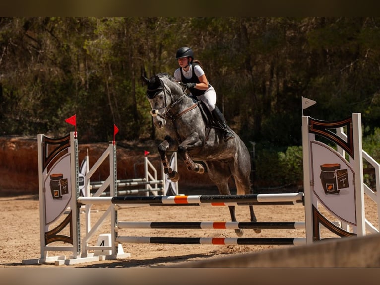 Irish Sport Horse Wallach 9 Jahre 163 cm Schimmel in Santa Eul&#xE0;ria des Riu