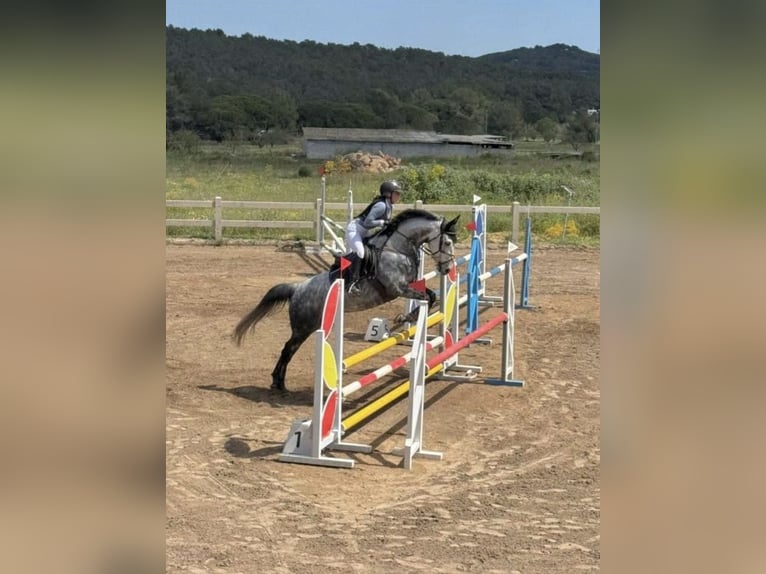 Irish Sport Horse Wallach 9 Jahre 163 cm Schimmel in Santa Eul&#xE0;ria des Riu