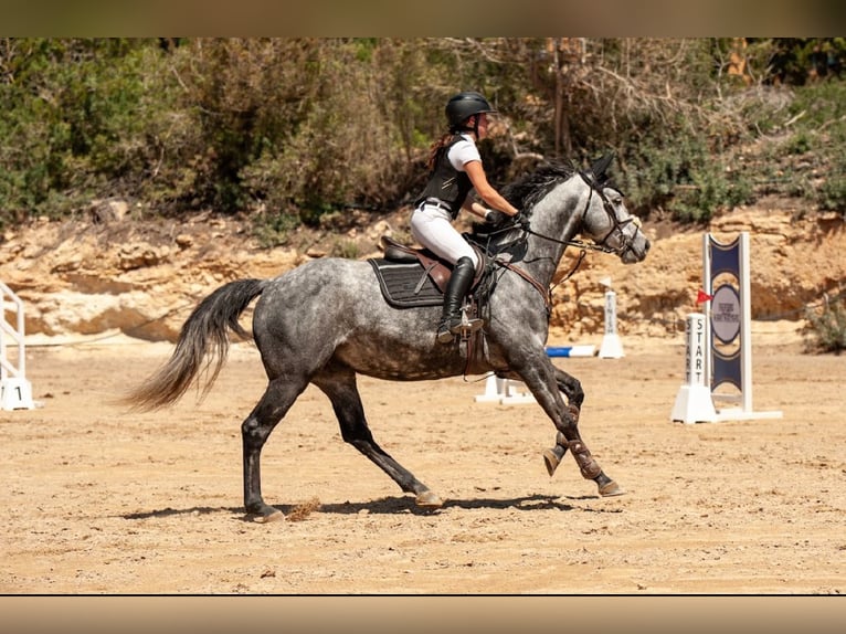 Irish Sport Horse Wallach 9 Jahre 163 cm Schimmel in Santa Eul&#xE0;ria des Riu