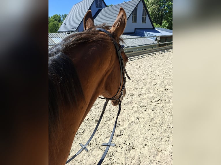 Irish Sport Horse Wallach 9 Jahre 164 cm Fuchs in Freudenberg