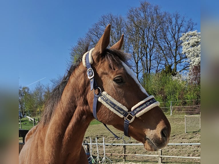 Irish Sport Horse Wallach 9 Jahre 164 cm Fuchs in Freudenberg