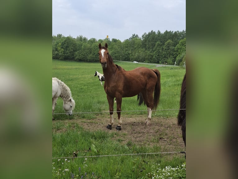Irish Sport Horse Wallach 9 Jahre 164 cm Fuchs in Freudenberg