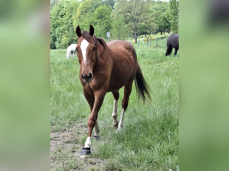 Irish Sport Horse Wallach 9 Jahre 164 cm Fuchs in Freudenberg