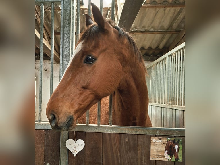 Irish Sport Horse Wallach 9 Jahre 164 cm Fuchs in Freudenberg