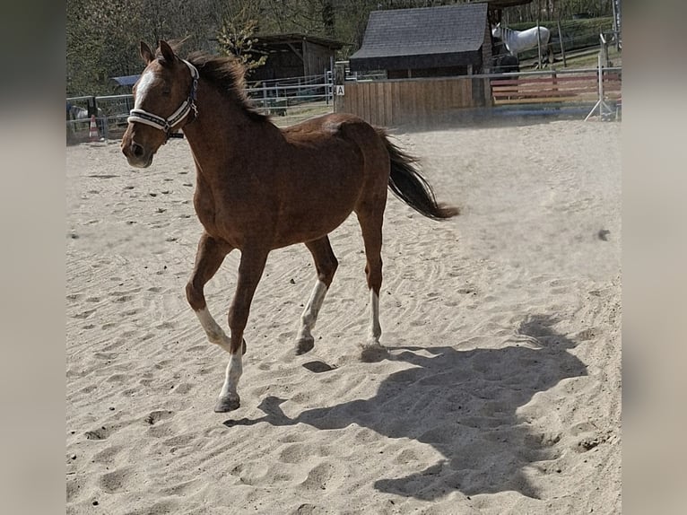 Irish Sport Horse Wallach 9 Jahre 164 cm Fuchs in Freudenberg