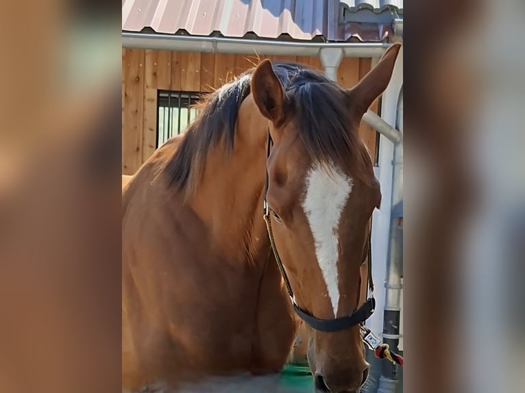 Irish Sport Horse Wallach 9 Jahre 164 cm Fuchs in Freudenberg