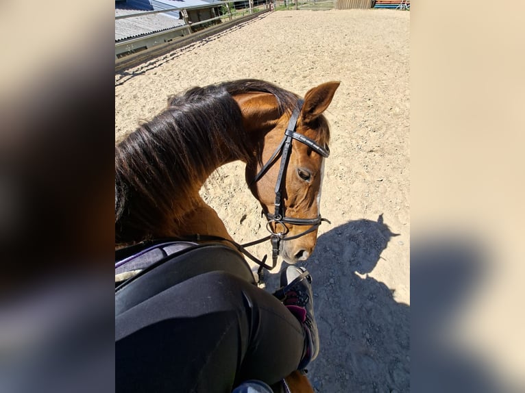 Irish Sport Horse Wallach 9 Jahre 164 cm Fuchs in Freudenberg