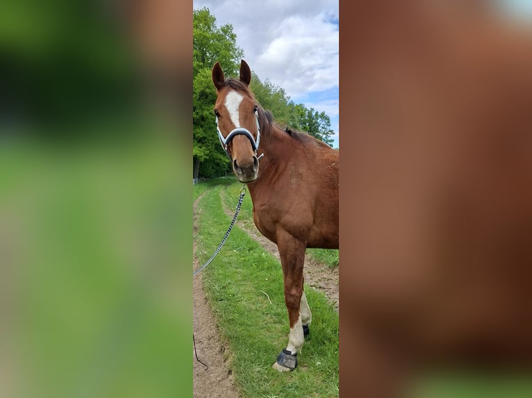 Irish Sport Horse Wallach 9 Jahre 164 cm Fuchs in Freudenberg