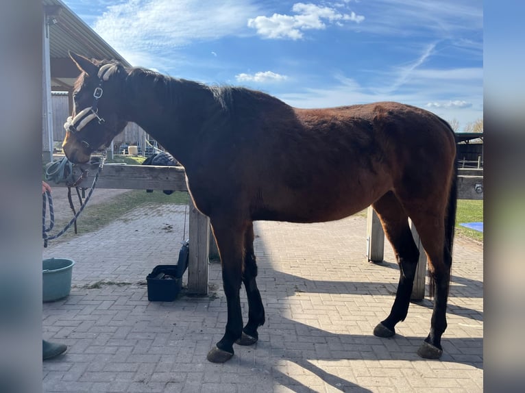 Irish Sport Horse Wallach 9 Jahre 165 cm Brauner in Korbach