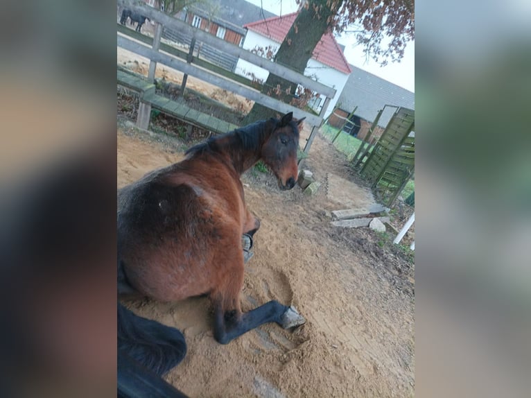 Irish Sport Horse Wallach 9 Jahre 165 cm Brauner in Korbach