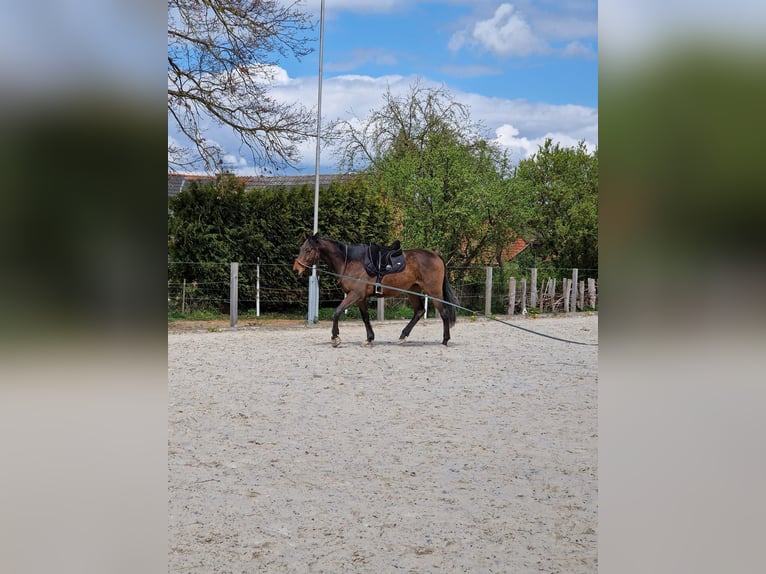 Irish Sport Horse Wallach 9 Jahre 165 cm Brauner in Korbach