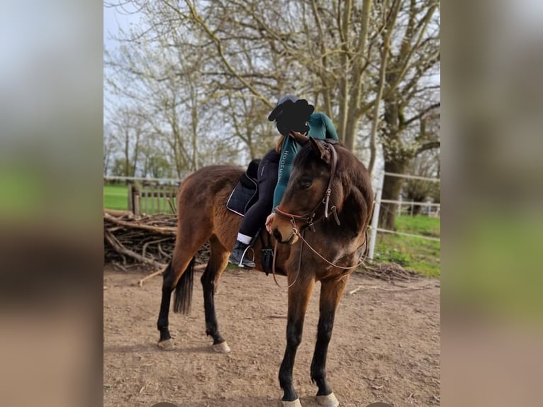 Irish Sport Horse Wallach 9 Jahre 165 cm Brauner in Korbach
