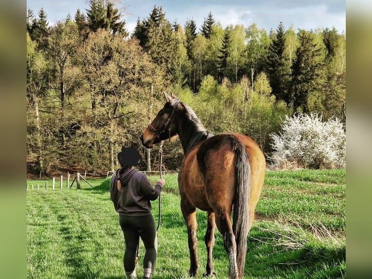 Irish Sport Horse Wallach 9 Jahre 165 cm Brauner in Korbach
