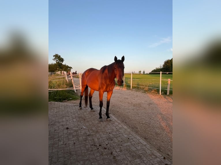 Irish Sport Horse Wallach 9 Jahre 165 cm Brauner in Korbach