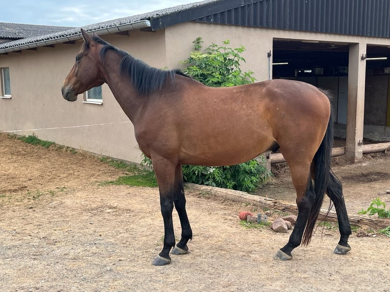 Irish Sport Horse Wallach 9 Jahre 165 cm Brauner in Wolfhagen