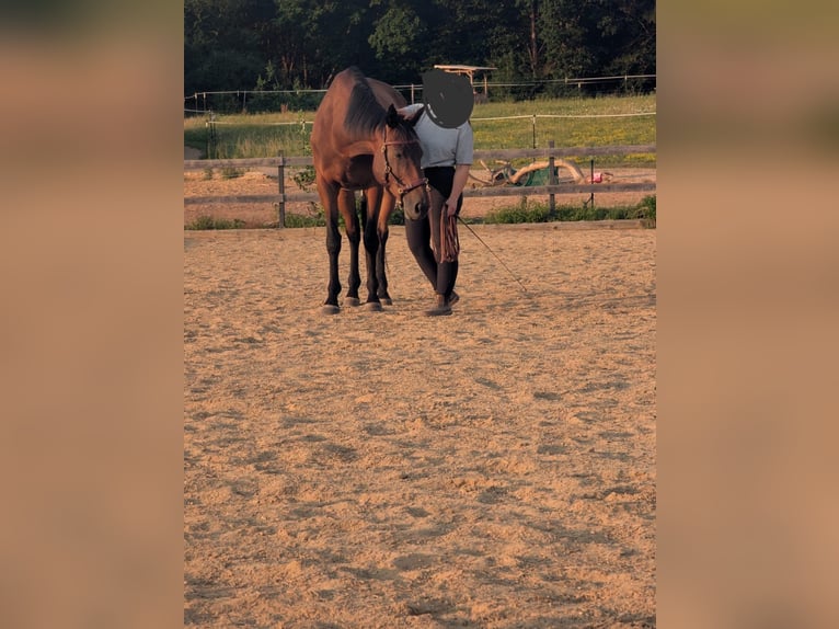 Irish Sport Horse Wallach 9 Jahre 165 cm Brauner in Wolfhagen