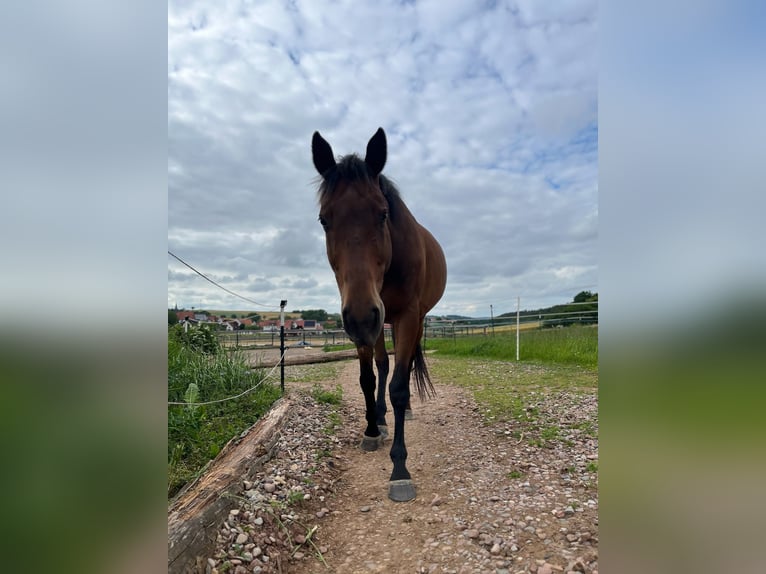 Irish Sport Horse Wallach 9 Jahre 165 cm Brauner in Wolfhagen