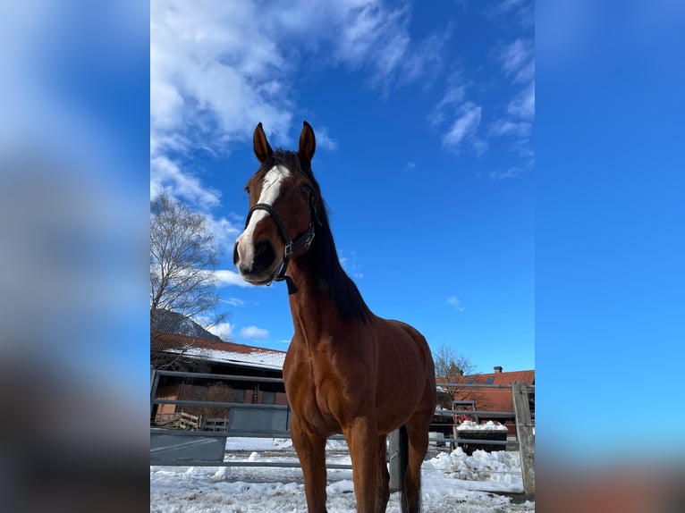 Irish Sport Horse Wallach 9 Jahre 168 cm Brauner in Reutte
